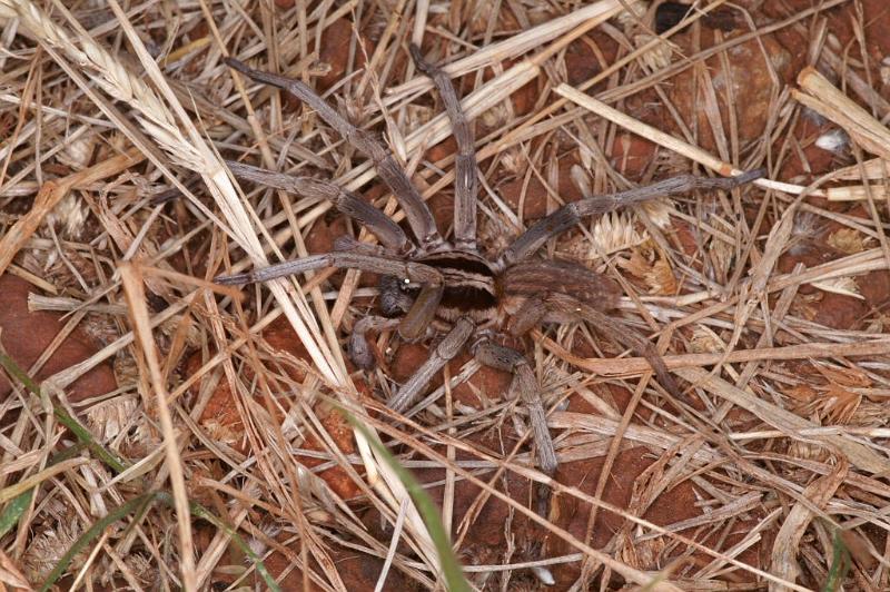 Miturga_ZZ345_D3437_Z_85_E. of Nuendah homestead_Australie.jpg